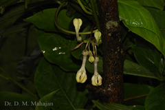 Ceropegia evansii